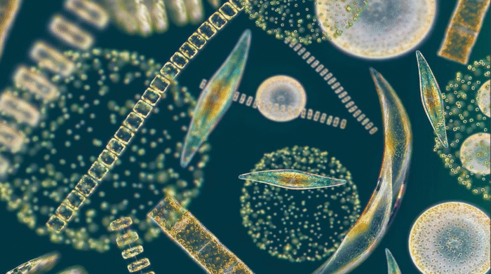 Mikroskoopiline pilt ränivetikast.